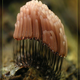 Image for article titled The Bizarre Collective Consciousness of Slime Mold